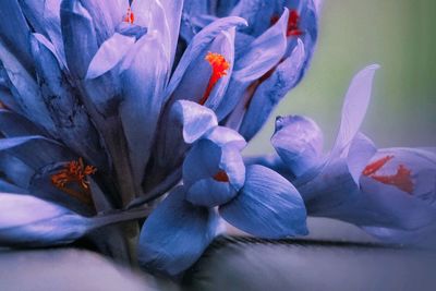 Close-up of flowers against blurred background