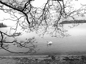 Swan on bare tree against sky