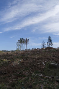 Trees on field against sky