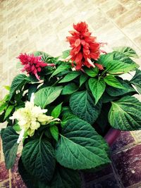 Close-up of flowers blooming outdoors