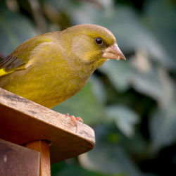 Close-up of bird perching on wood