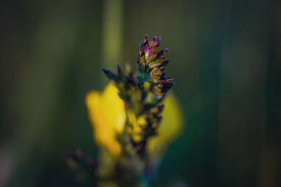 Close-up of yellow flowering plant