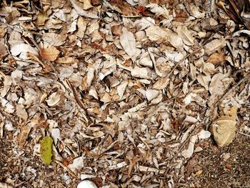 Full frame shot of dried autumn leaves on field