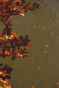 High angle view of plants in water