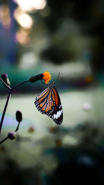 Close-up of butterfly pollinating flower