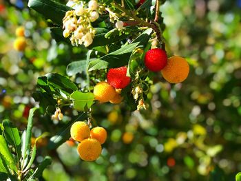 Low angle view of fruits hanging on tree