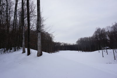 Trees on snow covered field against sky
