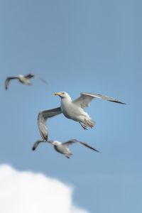 Low angle view of seagull flying