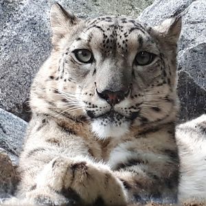 Close-up portrait of a irbis- snow leopard