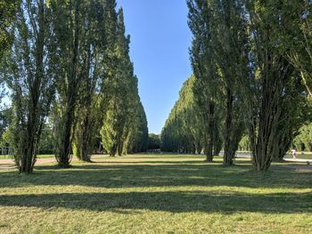 Trees on landscape against clear sky