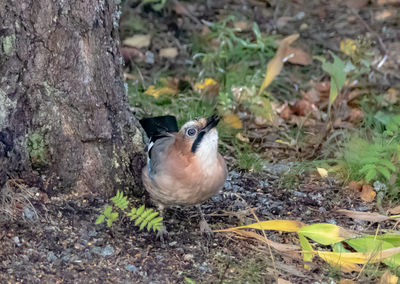Close-up of bird perching on a tree