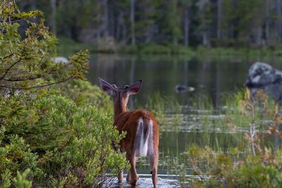 View of bird in lake