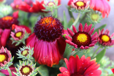 Close-up of pink flowering plants