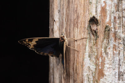 Close-up of butterfly on wood