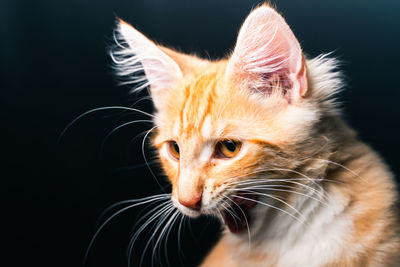 Close-up of cat looking away