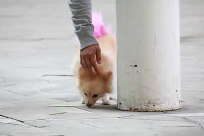 Midsection of woman with dog on floor