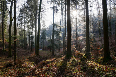 Trees in forest