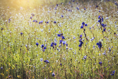 Close-up of purple wildflowers in field