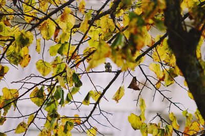 Low angle view of yellow leaves on tree