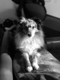 Portrait of dog looking at camera