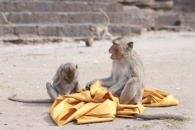 Monkey and infant playing with fabric