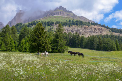 View of sheep grazing on field against sky