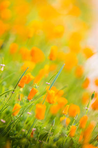 Close-up of yellow flowers blooming in field