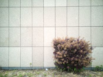 Close-up of pink flowering plant on tiled floor