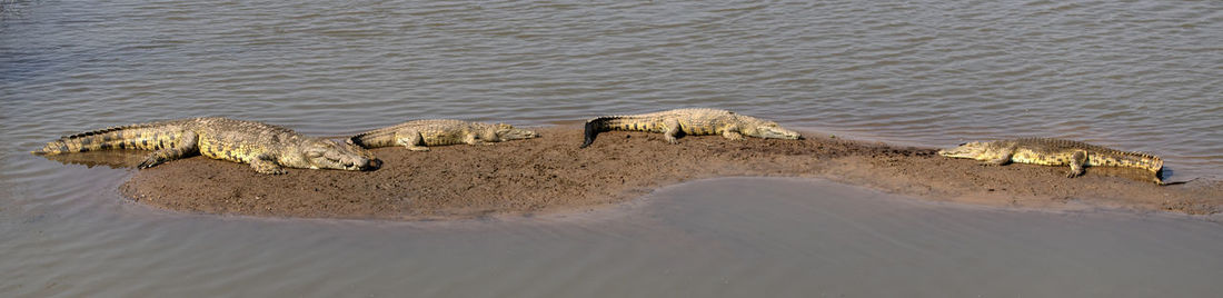 High angle view of crocodiles in the sea