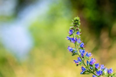 Close-up of purple flowering plant