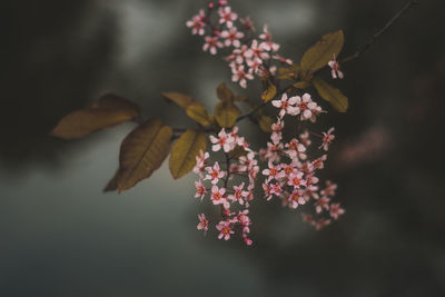 Close-up of cherry blossom