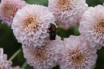 Close-up of insect on pink dahlias
