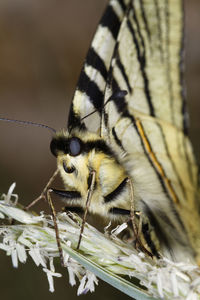 The scarce swallowtail butterfly from biokovo nature park, croatia