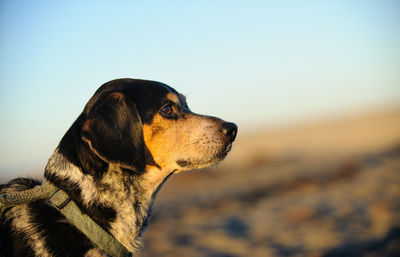 Close-up of beagle standing on field