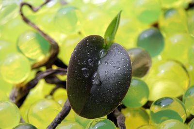 Close-up of wet plant