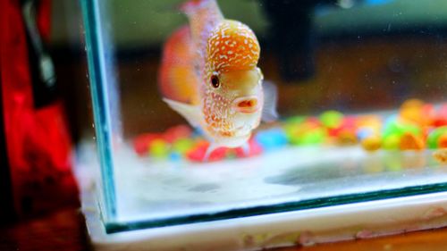 Close-up of fish swimming in sea