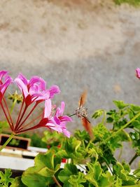 Close-up of insect on pink flower