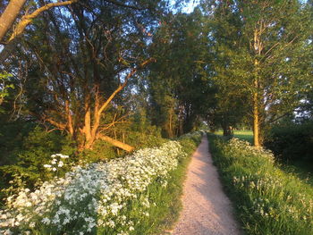 Narrow pathway along trees