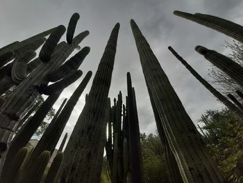 Low angle view of succulent plant against sky