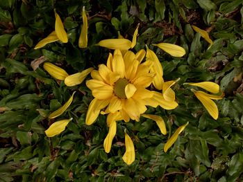 Close-up of yellow flowers blooming outdoors