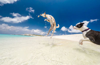 Dogs on beach by sea against sky