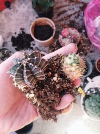 Close-up of hand holding potted plant