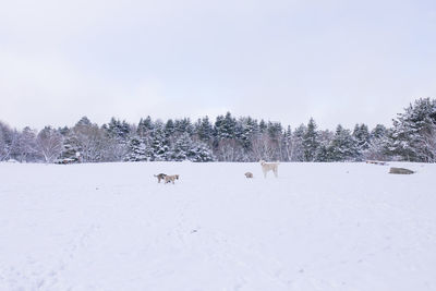 View of sheep on snow covered landscape against sky