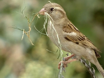 Close-up of bird perching outdoors