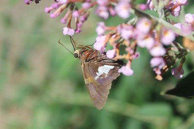 Close-up of butterfly on flower