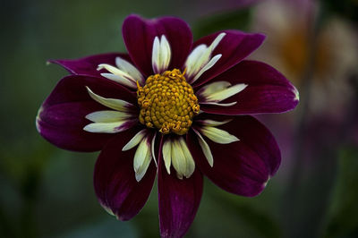 Close-up of purple flower