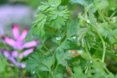 Close-up of wet purple flowering plant