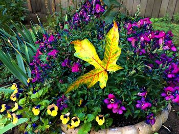 High angle view of yellow flowers on plant