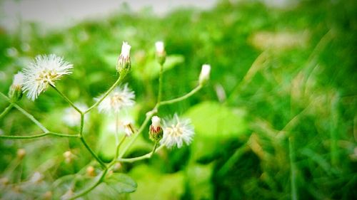 Close-up of flowers growing outdoors