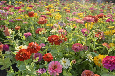 Close-up of multi colored flowering plants on field